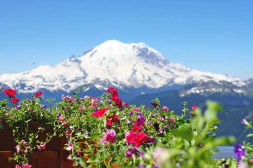 A vibrant flower garden in the foreground with a snow-capped mountain in the background under a clear blue sky.