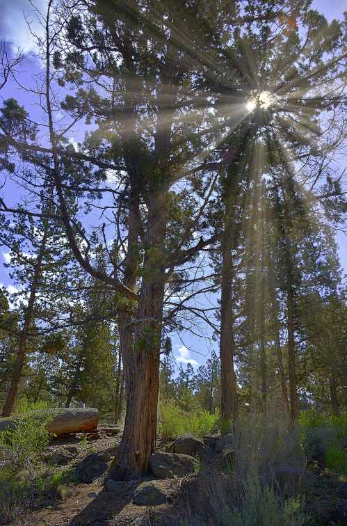 Sunlight streams through the branches of tall trees in a forest, illuminating the surrounding greenery and rocks.