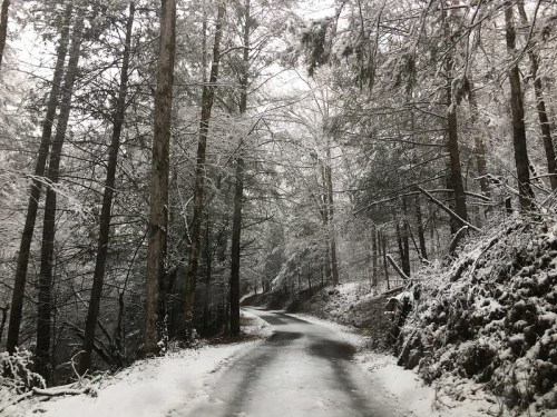 A snowy road winding through a forest of tall trees, creating a serene winter landscape.