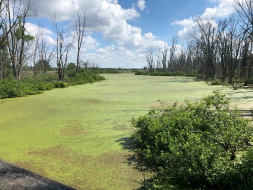 A serene wetland scene with green algae covering the water, surrounded by trees and a blue sky with fluffy clouds.