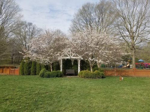 A serene garden with blooming trees, a white gazebo, and a grassy area surrounded by a wooden fence.