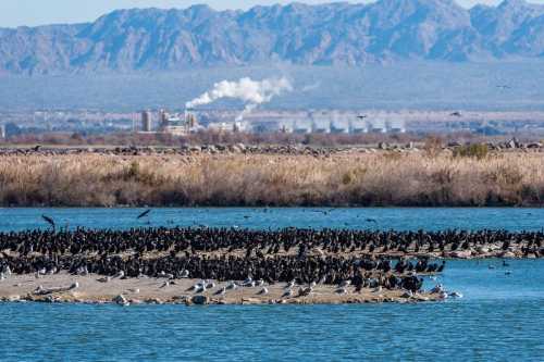 A flock of birds resting on a sandy shore, with mountains and industrial smoke in the background.