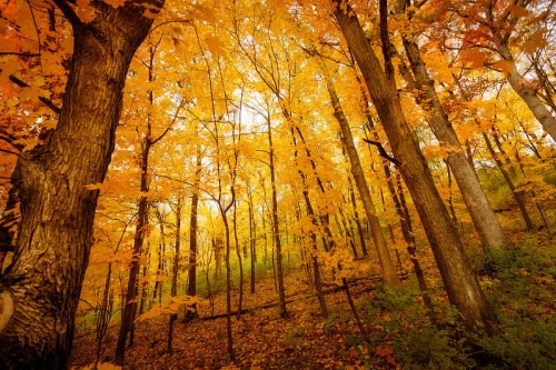 A vibrant forest scene with tall trees covered in bright orange and yellow leaves, illuminated by soft sunlight.