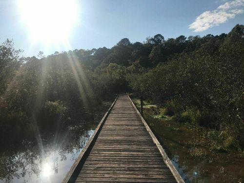 A wooden boardwalk stretches through a lush, green landscape under a bright sun. Reflections shimmer on the water.