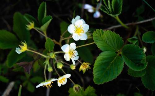A close-up of white flowers with yellow centers surrounded by green leaves on a dark background.