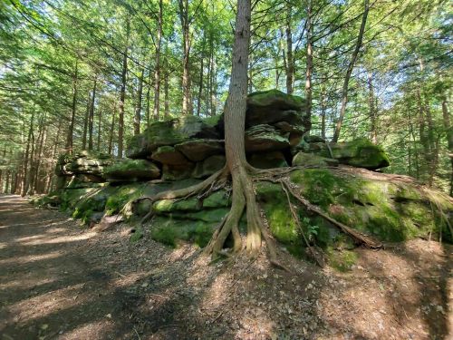 A moss-covered rock formation with a tree growing from it, surrounded by a lush green forest path.