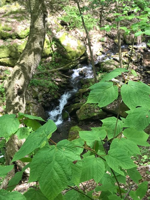 A serene forest scene featuring a small stream flowing over rocks, surrounded by lush green leaves and trees.