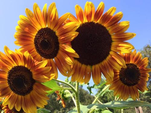 Four vibrant sunflowers with golden petals and dark centers against a clear blue sky.