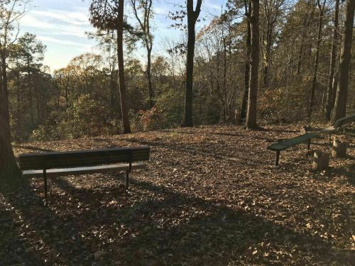 A serene forest scene with benches surrounded by fallen leaves and trees, illuminated by soft sunlight.