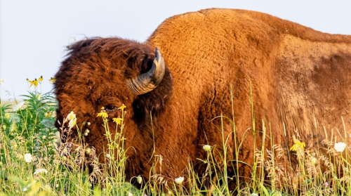 A close-up of a bison grazing in a field of wildflowers and tall grass.