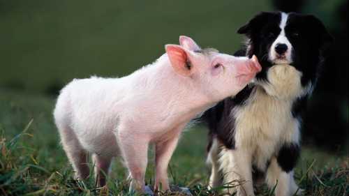 A piglet playfully nudges a black and white dog in a grassy field.