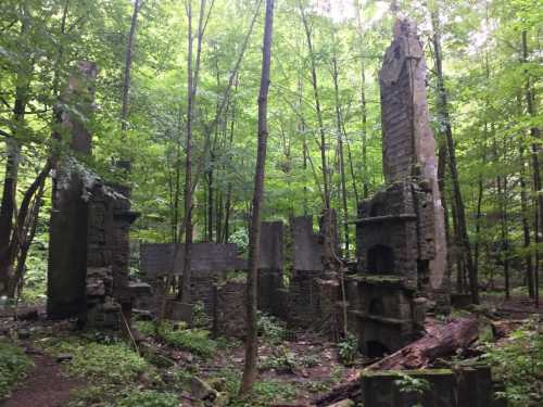 Ruins of a stone structure surrounded by lush green trees in a forest.