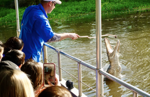 A guide feeds an alligator from a boat while a group of people watches, some taking photos.