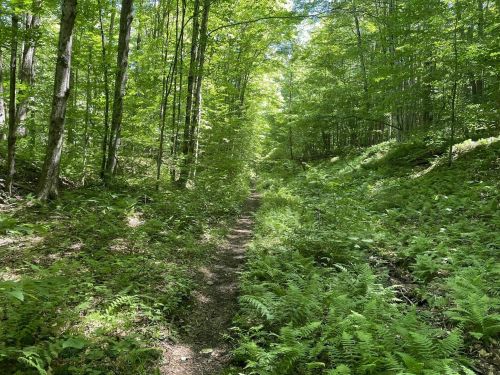 A narrow dirt path winds through a lush green forest filled with ferns and tall trees under bright sunlight.