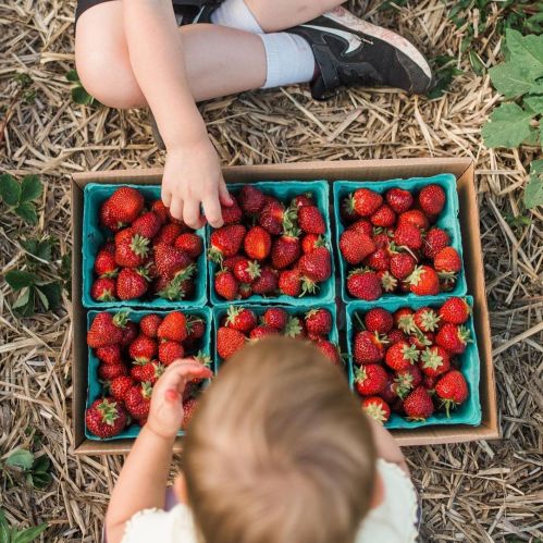 A child reaches for a box of freshly picked strawberries while another child sits nearby on the ground.