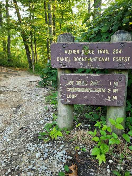 Signpost for Auxier Ridge Trail 204 in Daniel Boone National Forest, with trail distances listed. Surrounded by greenery.