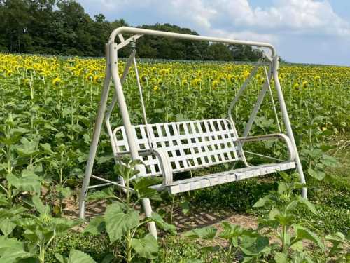 A white swing set in a field of tall sunflowers under a blue sky with fluffy clouds.