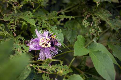 A vibrant purple flower with intricate petals surrounded by green leaves and small insects.