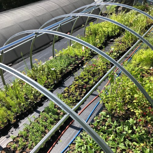 A greenhouse with rows of vibrant plants and flowers under a curved metal frame, surrounded by greenery.
