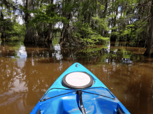 A blue kayak on calm, brown water surrounded by lush green trees in a serene, swampy environment.
