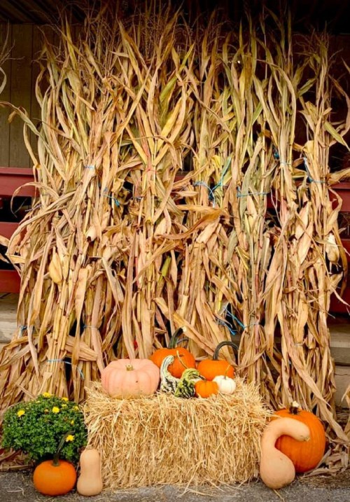 A rustic fall display featuring corn stalks, pumpkins, and a hay bale with a potted mum flower.