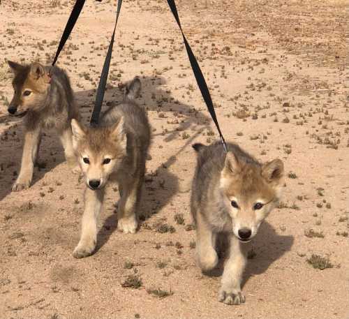 Three playful wolf puppies on leashes walking on sandy ground.