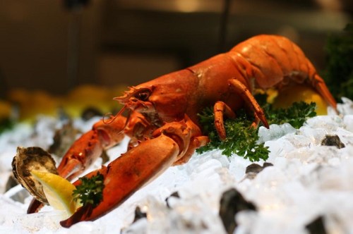 A vibrant red lobster on a bed of ice, surrounded by green parsley and an oyster.