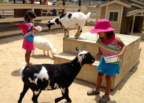 Two children interact with goats in a petting zoo, one feeding a black and white goat while another plays nearby.