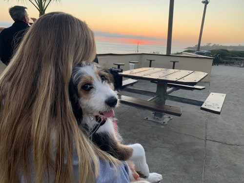 A girl with long hair holds a dog while watching a sunset by the ocean, with picnic tables in the background.