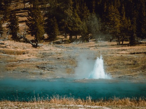 A geyser erupts in a serene landscape, surrounded by trees and grassy terrain, with steam rising into the air.