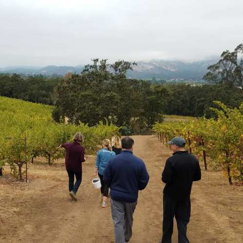 A group of people walking through a vineyard with hills in the background on a cloudy day.
