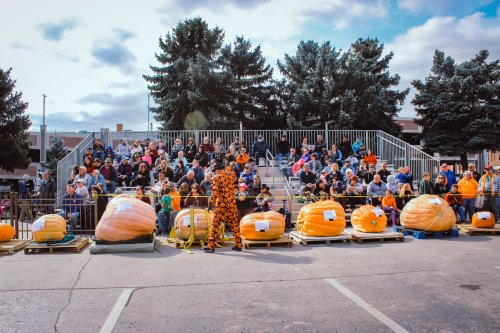 A crowd watches a pumpkin weigh-off event, with large pumpkins displayed in front and a performer in a costume.