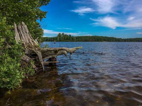 A serene lake scene with calm water, a weathered log, and lush greenery under a blue sky with scattered clouds.