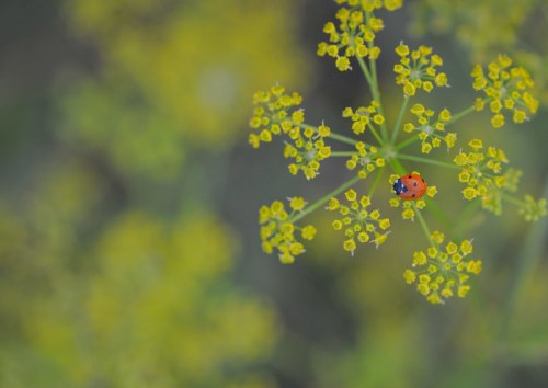 A close-up of a ladybug resting on a cluster of small yellow flowers against a blurred green background.
