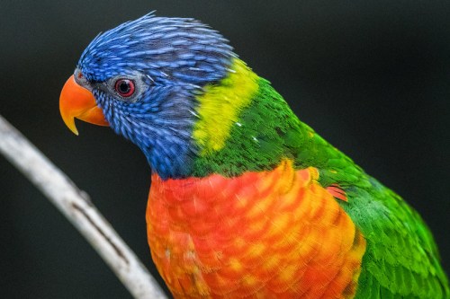 A colorful parrot with blue, green, yellow, and orange feathers perched on a branch.