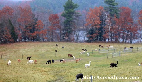 A scenic view of a pasture with various alpacas grazing, surrounded by autumn trees and a lake in the background.