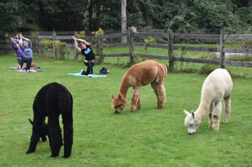 A group of people practicing yoga outdoors while three alpacas graze on the grass nearby.