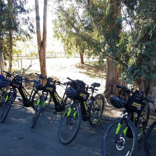 A row of bicycles with helmets parked under tall trees in a sunny outdoor setting.