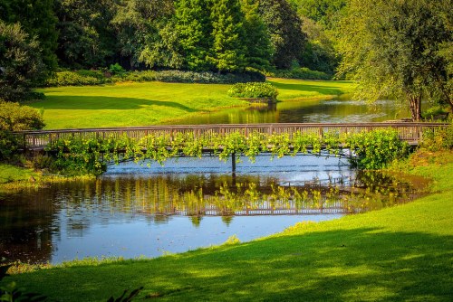 A serene landscape featuring a wooden bridge over a calm pond, surrounded by lush greenery and trees.