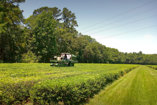 A machine harvesting crops in a lush green field surrounded by trees under a clear blue sky.