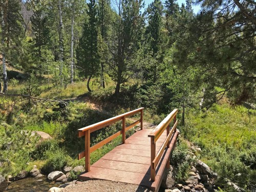 A wooden bridge spans a small stream, surrounded by lush greenery and tall trees in a serene forest setting.