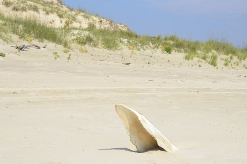 A large, flat shell rests on a sandy beach with sparse grass and dunes in the background under a clear blue sky.
