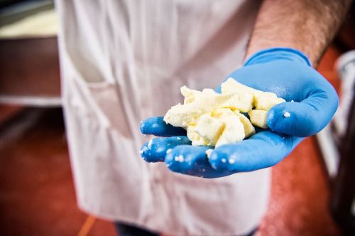 A person in a blue glove holds fresh cheese curds in their palm, showcasing the texture and color.