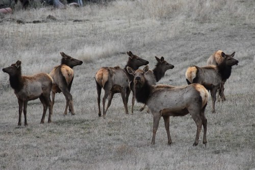A group of elk stands in a grassy field, some looking towards the camera, with a natural landscape in the background.