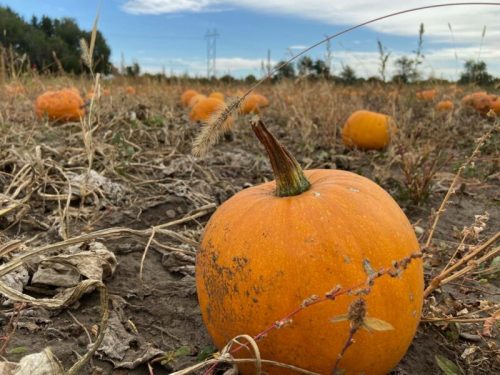 A close-up of a single orange pumpkin in a field, surrounded by other pumpkins and dry vegetation under a blue sky.