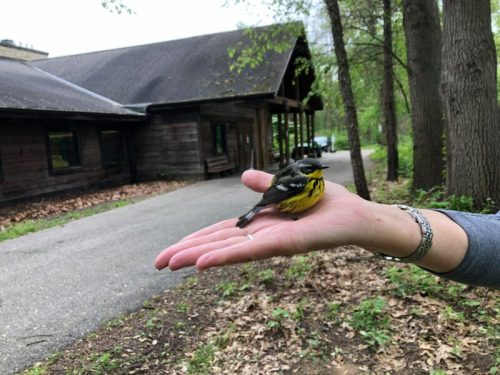 A person holds a small yellow and black bird on their open palm, with a wooded area and building in the background.