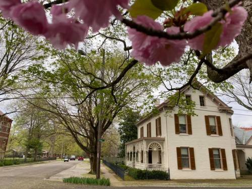 A charming white house with brown shutters, framed by blooming pink cherry blossoms and leafy trees along a quiet street.