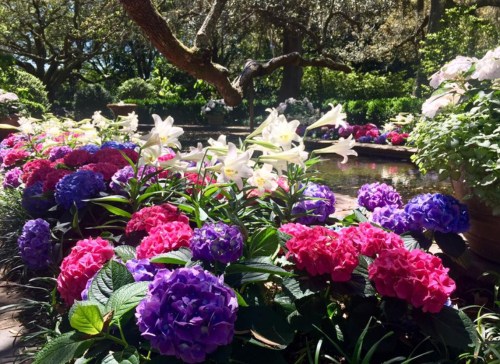 A vibrant garden filled with colorful hydrangeas and white lilies near a tranquil pond, surrounded by lush greenery.