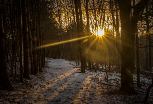 A sun sets behind trees along a snowy path, casting warm rays and long shadows in a tranquil forest scene.