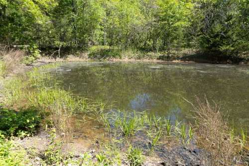 A serene pond surrounded by lush greenery and tall grasses under bright sunlight.